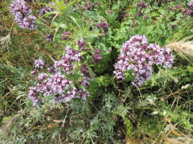 Балканские скитания