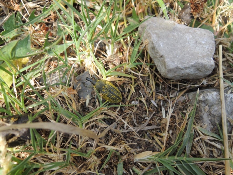 Балканские скитания