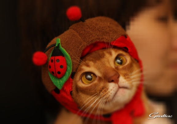 поговорим о кошках