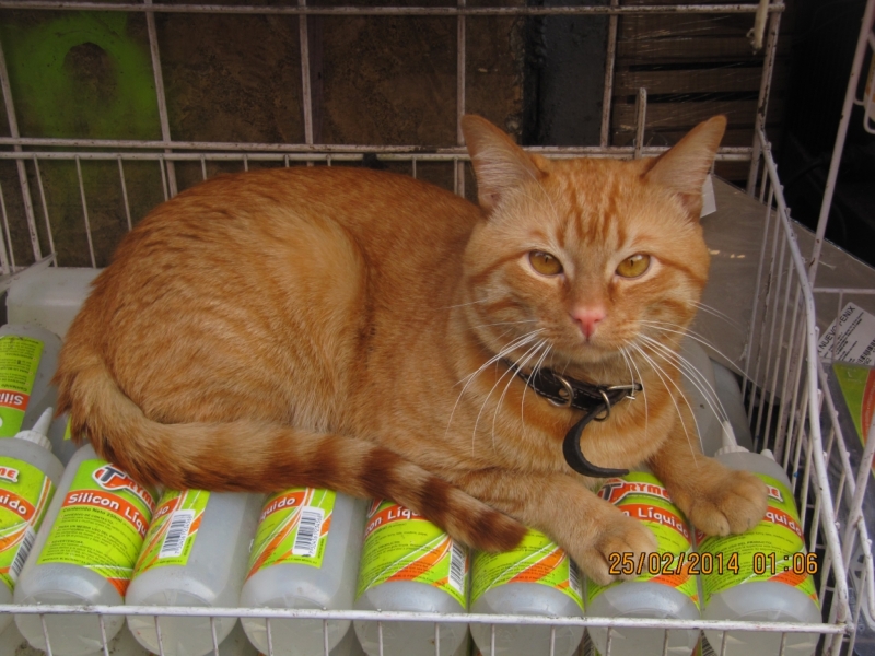 поговорим о кошках