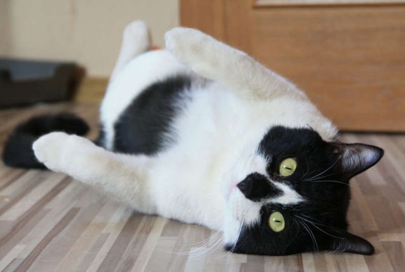 поговорим о кошках