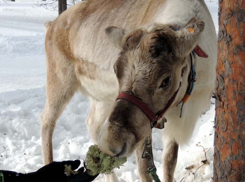 Лапландский чемпионат Мира. Биатлон... и не только!