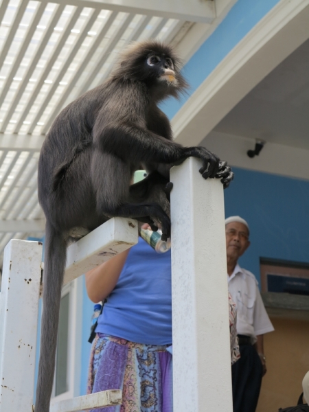 Ко Липе-Лангкави-Куала Лумпур март 2014