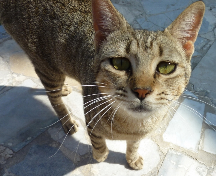 поговорим о кошках