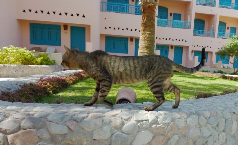 поговорим о кошках