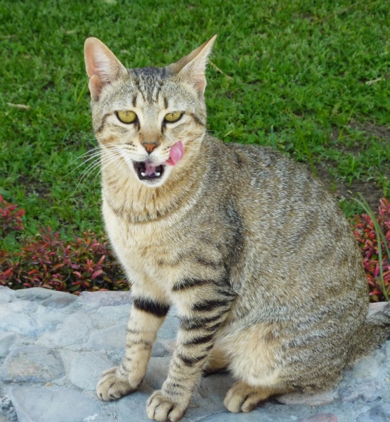 поговорим о кошках