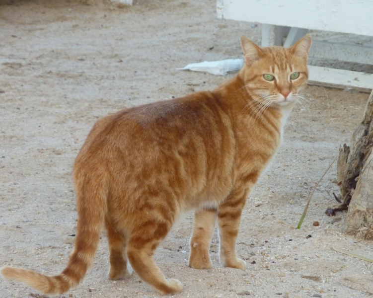 поговорим о кошках