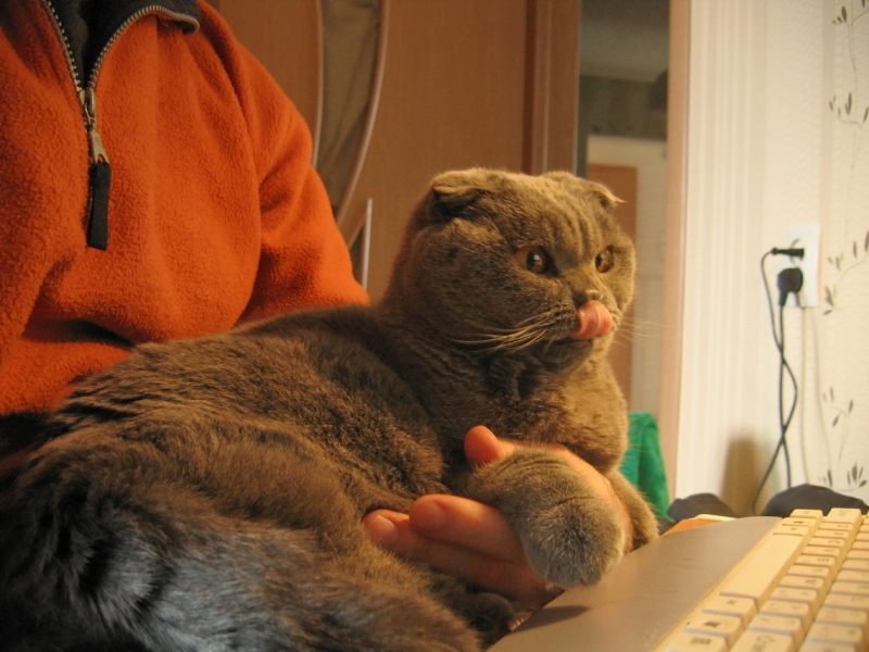 поговорим о кошках