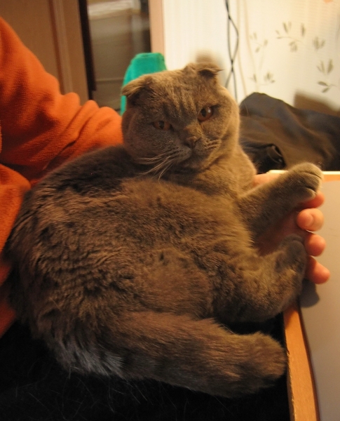 поговорим о кошках