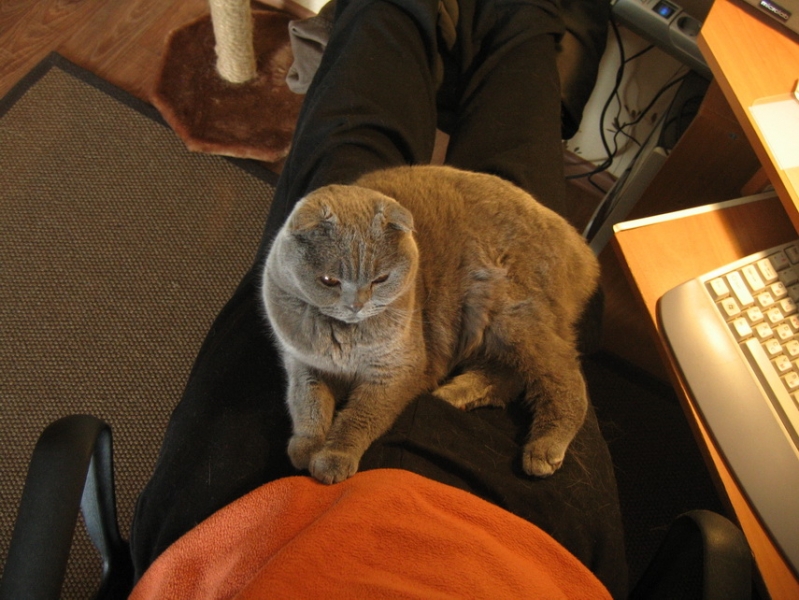 поговорим о кошках