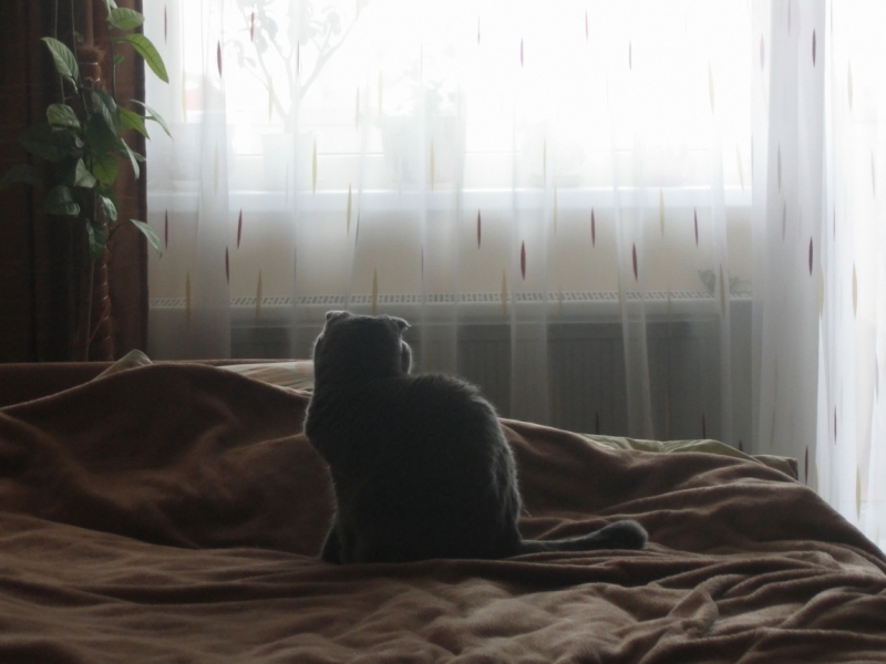 поговорим о кошках