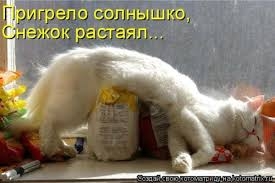 поговорим о кошках