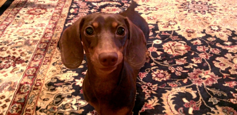 Братья наши меньшие, у кого кто - 2.