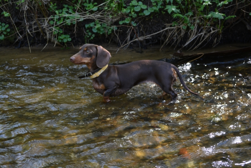Братья наши меньшие, у кого кто - 2.