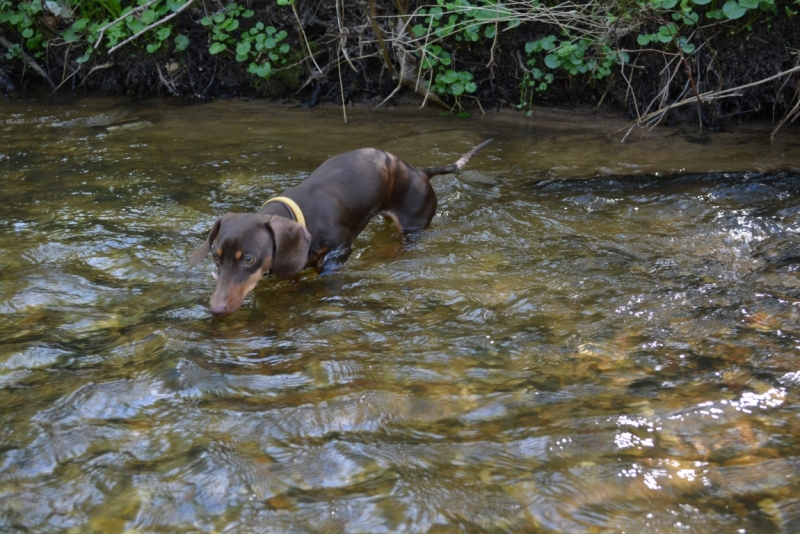 Братья наши меньшие, у кого кто - 2.