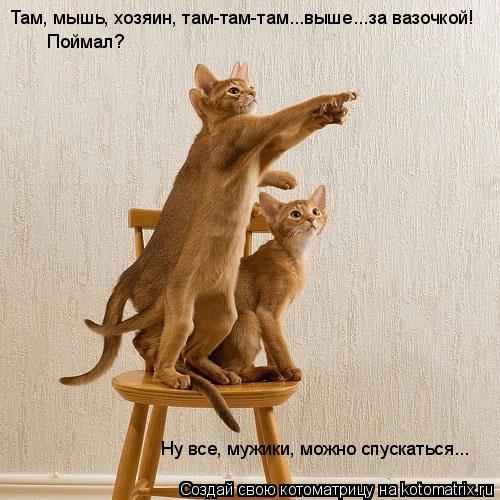 поговорим о кошках