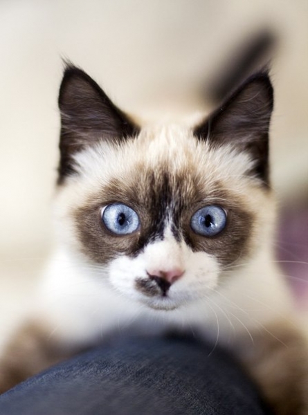 поговорим о кошках