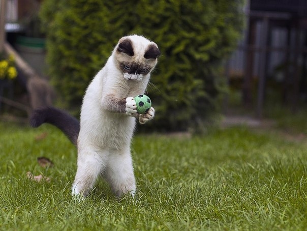 поговорим о кошках