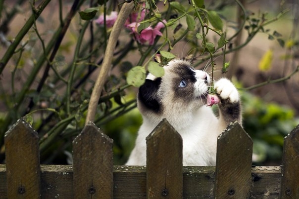 поговорим о кошках