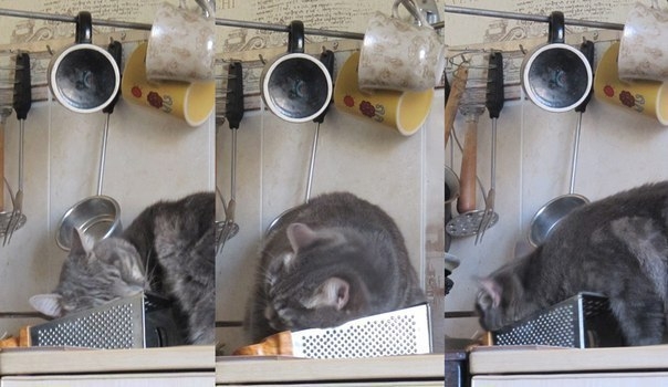 поговорим о кошках