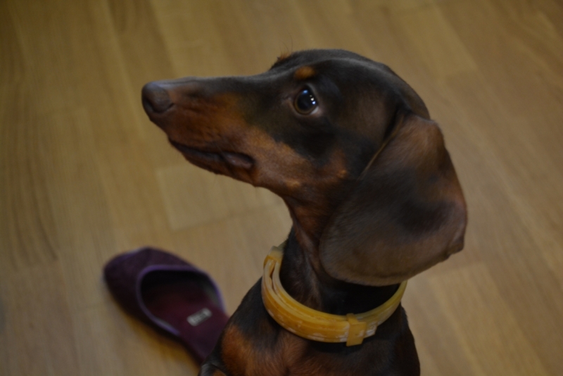 Братья наши меньшие, у кого кто - 2.