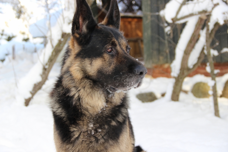 Братья наши меньшие, у кого кто - 2.