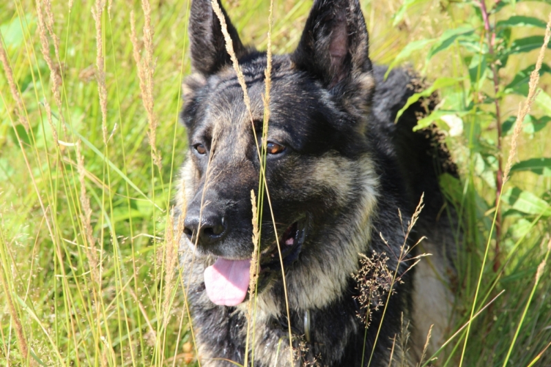 Братья наши меньшие, у кого кто - 2.