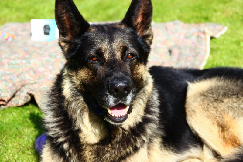 Братья наши меньшие, у кого кто - 2.