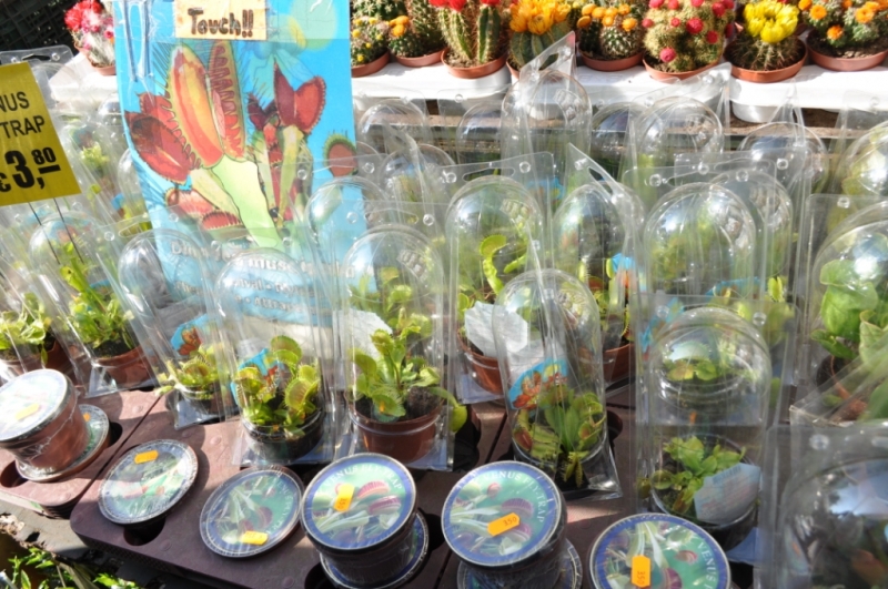 Нидерланды. Амстердам, Зандвурт (Zandvoort). Бельгия. Брюссель. Июль, 2013г.