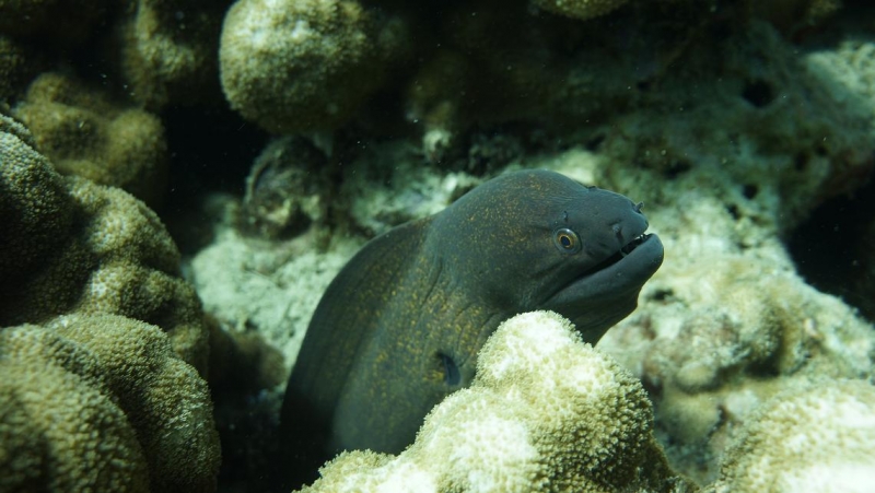 Фридайвинг-путешествие по островам: Тао - Липе - Симиланы