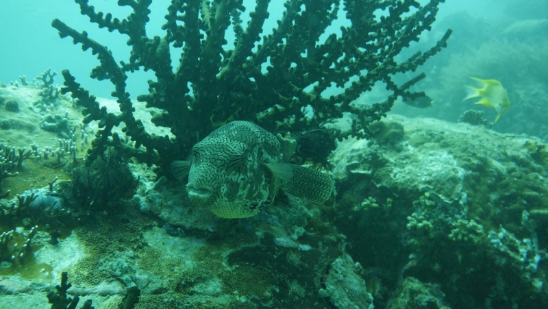 Фридайвинг-путешествие по островам: Тао - Липе - Симиланы