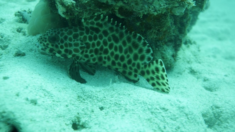 Фридайвинг-путешествие по островам: Тао - Липе - Симиланы