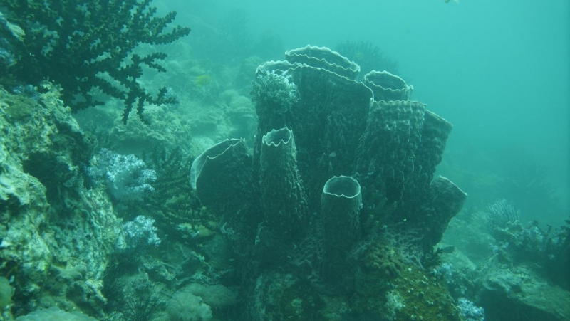 Фридайвинг-путешествие по островам: Тао - Липе - Симиланы