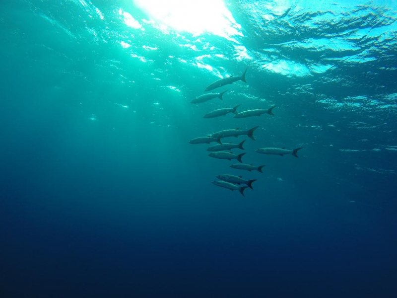 Фридайвинг-путешествие по островам: Тао - Липе - Симиланы