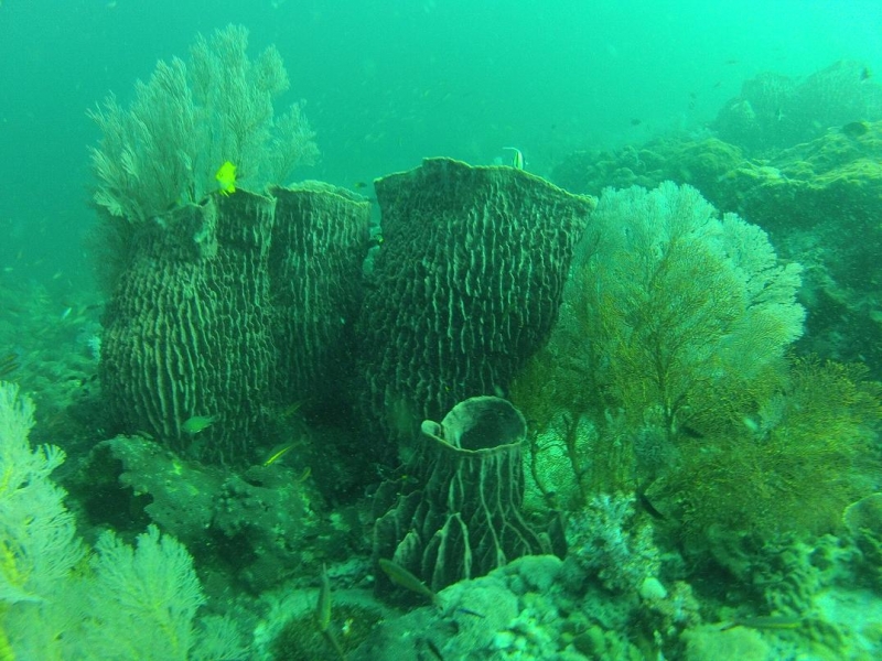 Фридайвинг-путешествие по островам: Тао - Липе - Симиланы