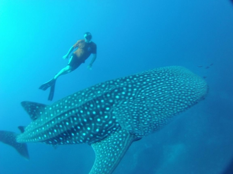 Фридайвинг-путешествие по островам: Тао - Липе - Симиланы