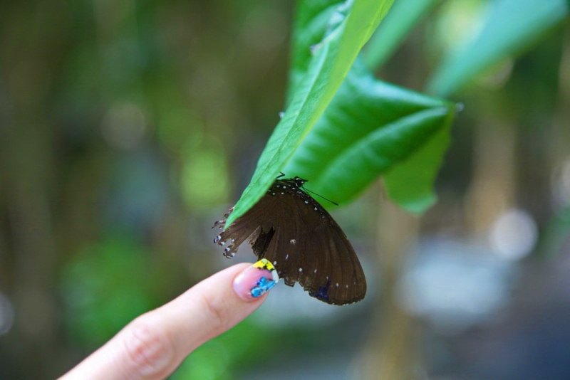 Малазийский  мальДивный островок Lankayan.