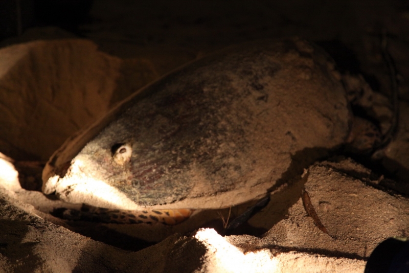 Малазийский  мальДивный островок Lankayan.