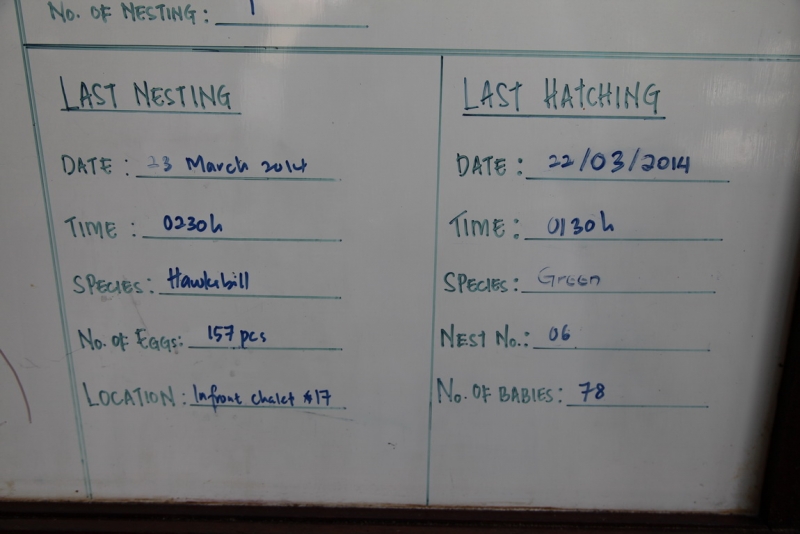 Малазийский  мальДивный островок Lankayan.