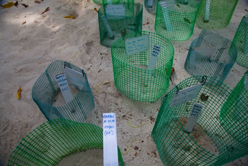 Малазийский  мальДивный островок Lankayan.