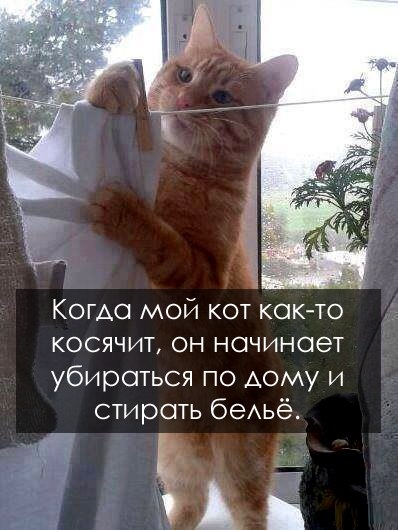 поговорим о кошках