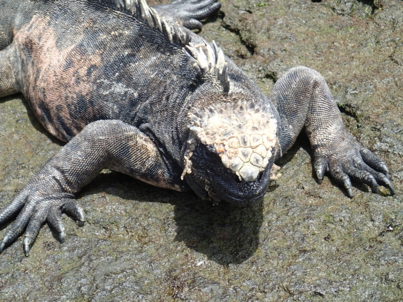 Галапагосы