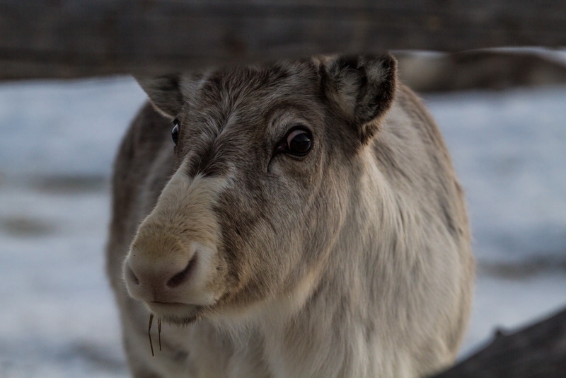 Лапландский чемпионат Мира. Биатлон... и не только!