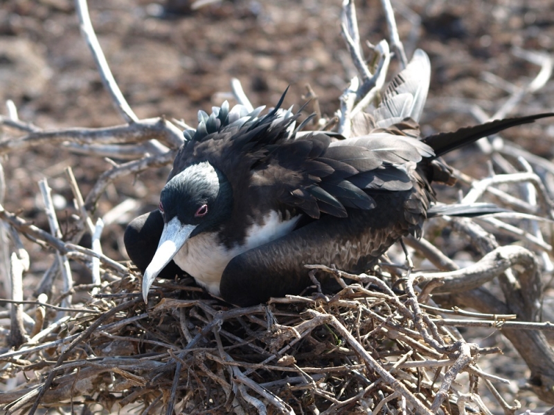 Галапагосы