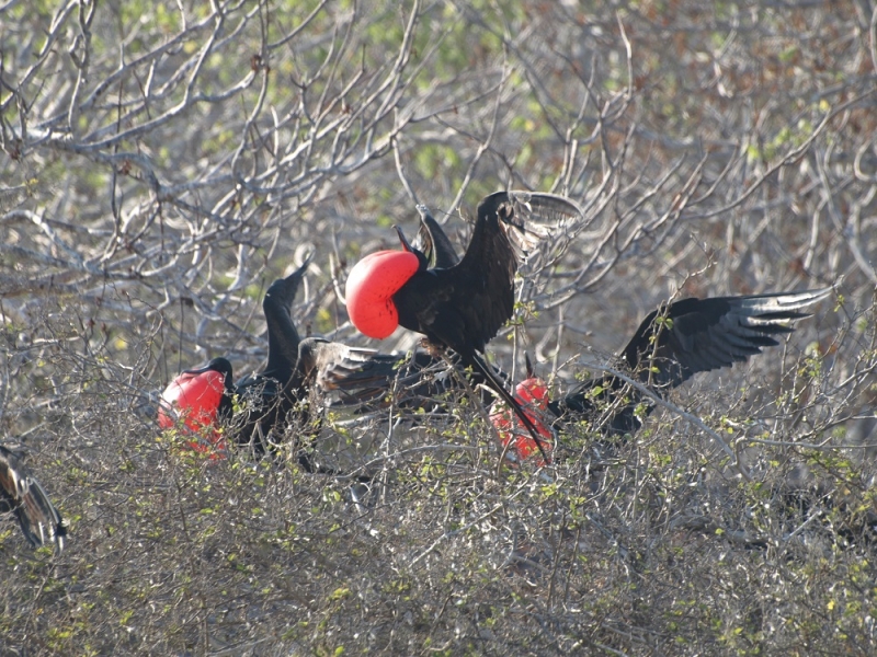 Галапагосы