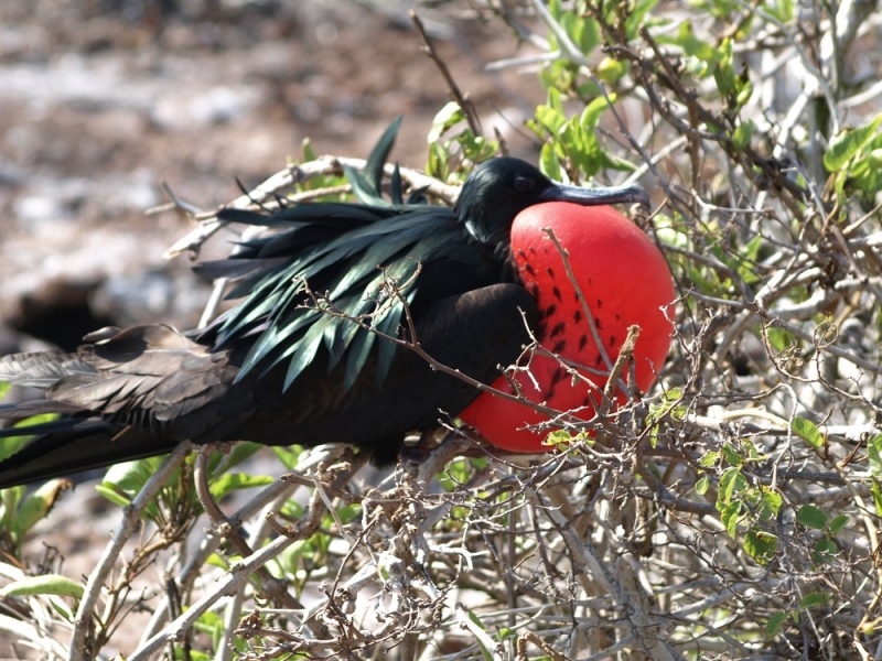 Галапагосы