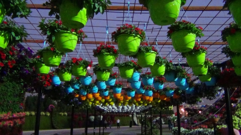 Дубаи, Miracle Garden