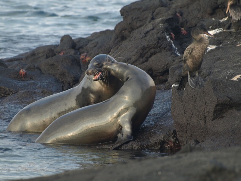 Галапагосы
