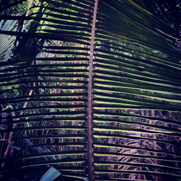 Длинное роуд-муви: спонтанный трип через Юкатан в Белиз и обратно (много фото)