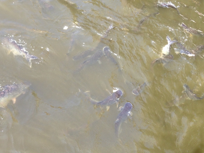 Фридайвинг-путешествие по островам: Тао - Липе - Симиланы